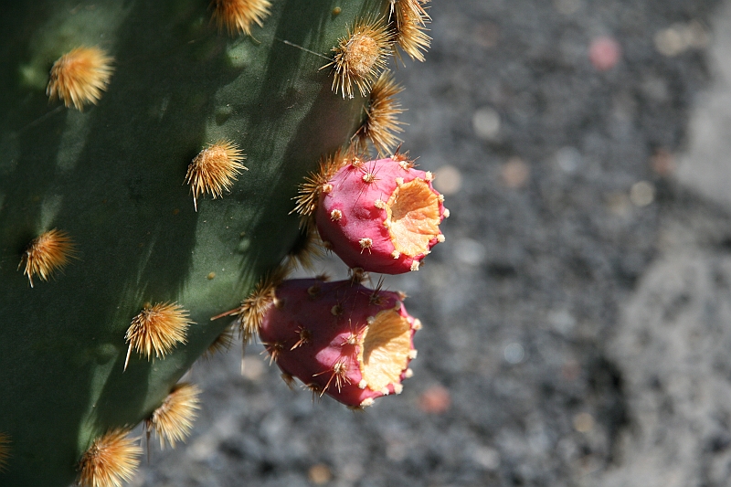 Kanary_2010 228